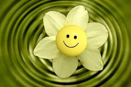 Happiness, Joy, Peace of Mind and a feeling of being home awaits you with our VIP Spiritual Mentoring of for example your Soul Purpose and more in Christchurch NZ and worldwide. Happy Smiley as the blossom of a yellow flower, over some rippled water